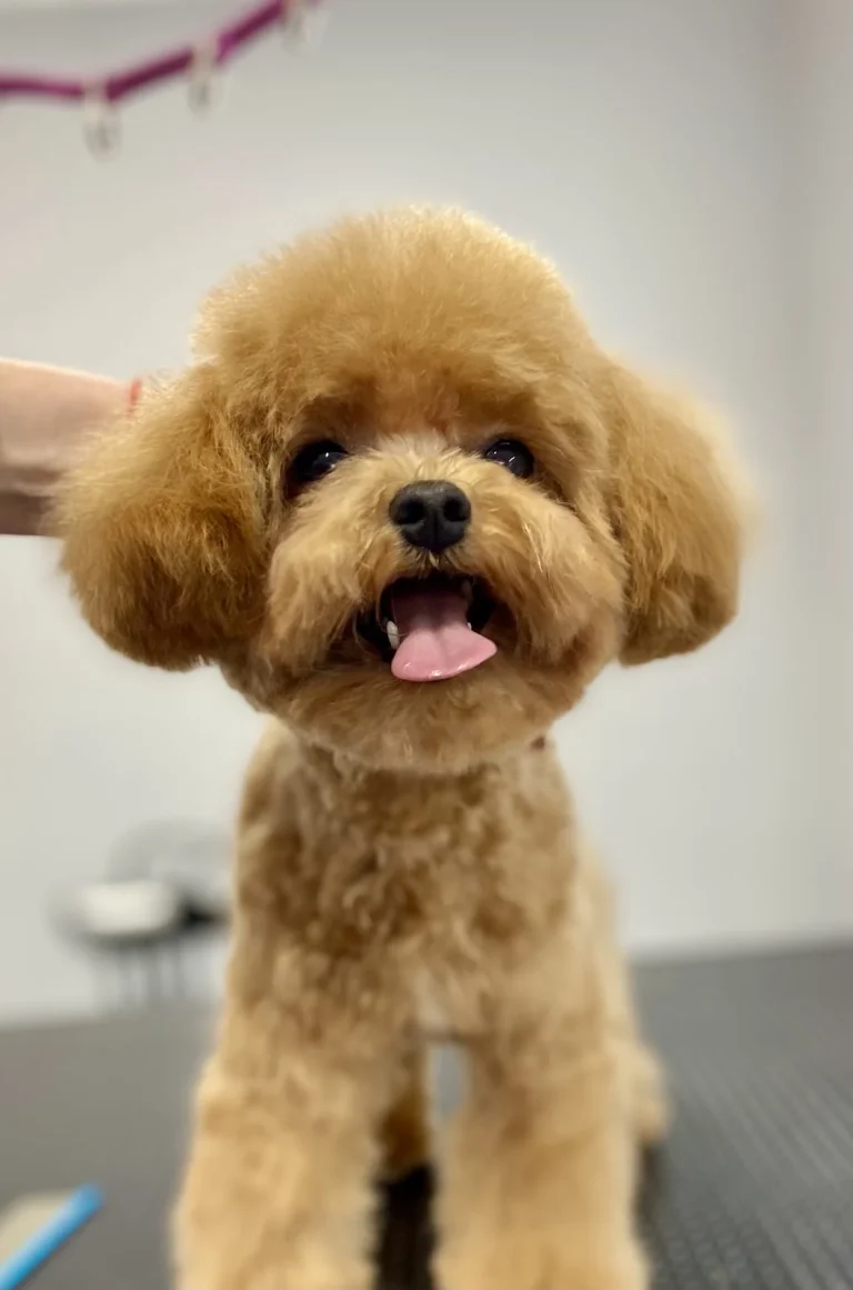 Грумінг салон Cat & Dog Spa