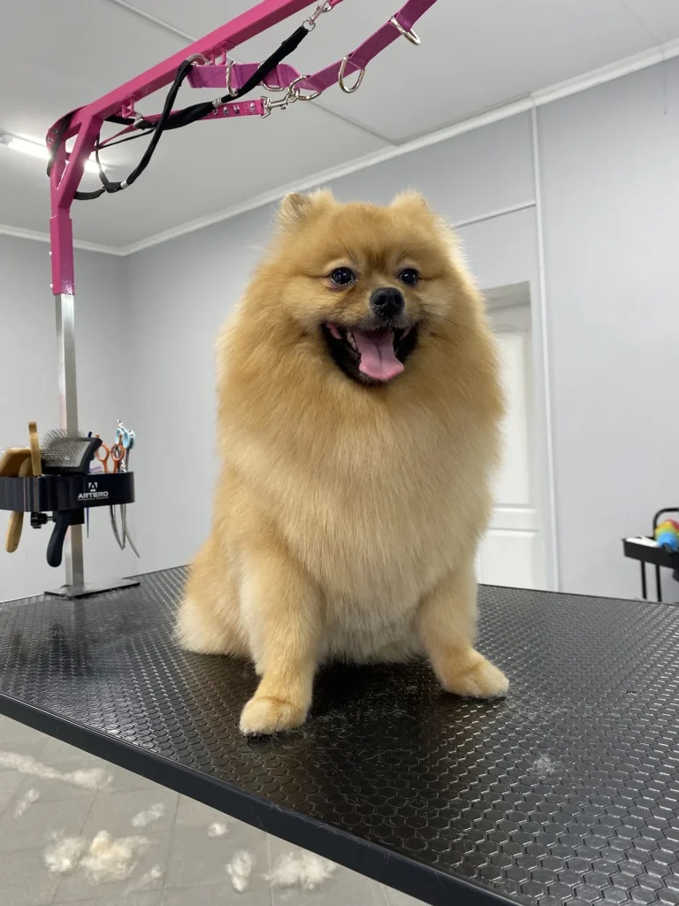 Грумінг салон Cat & Dog Spa