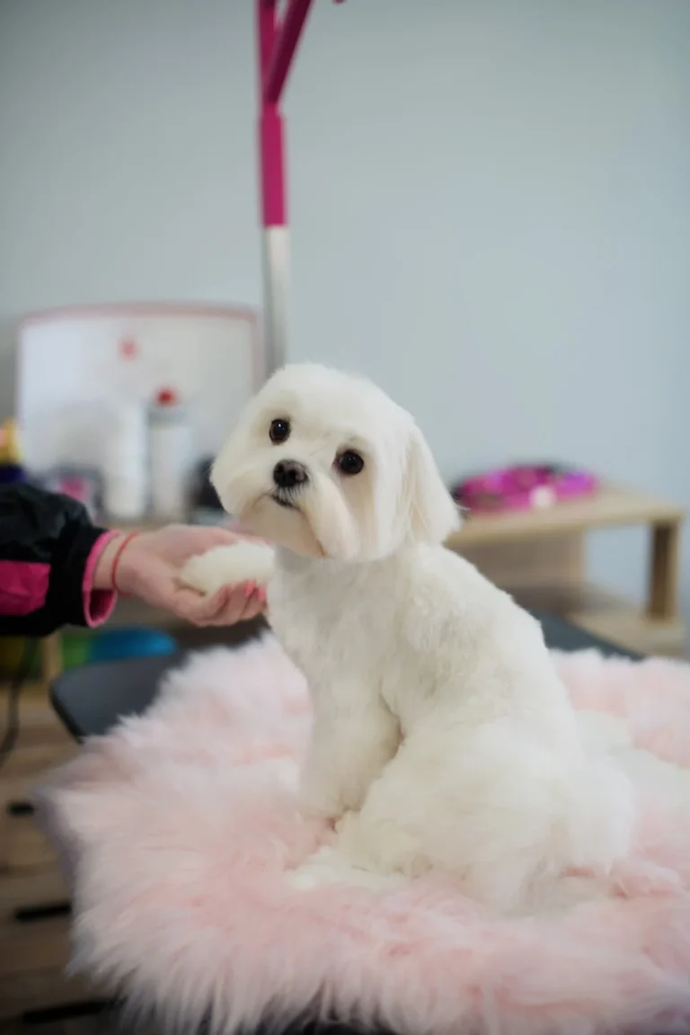 Грумінг салон Cat & Dog Spa
